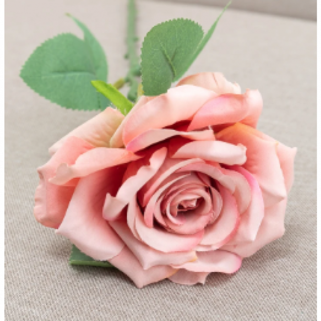 Rosa haste