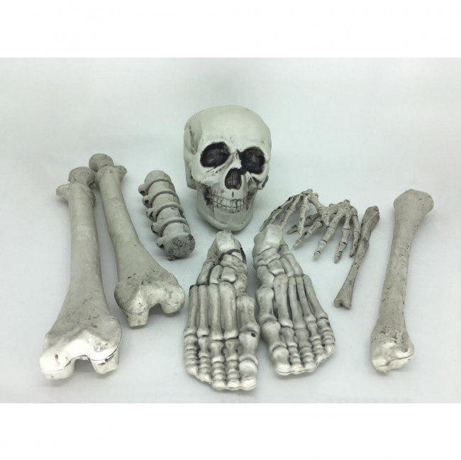 ESQUELETO CRANIO/MÃOS/PÉS/FEMUR/UMEROS CJ/07PÇS