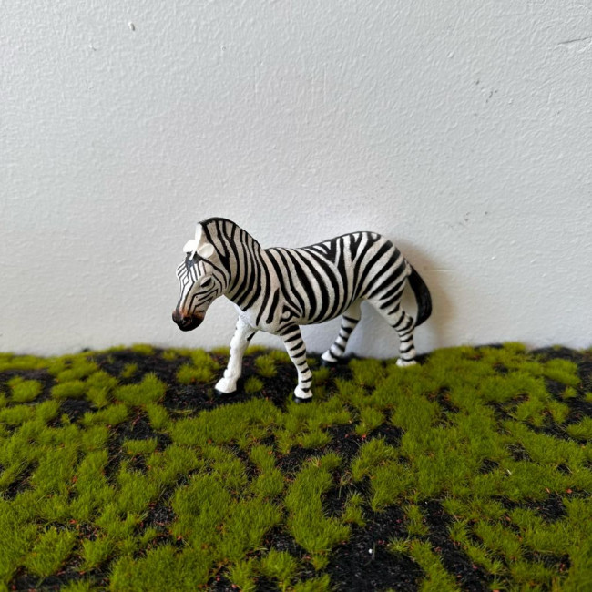 Zebra (P)