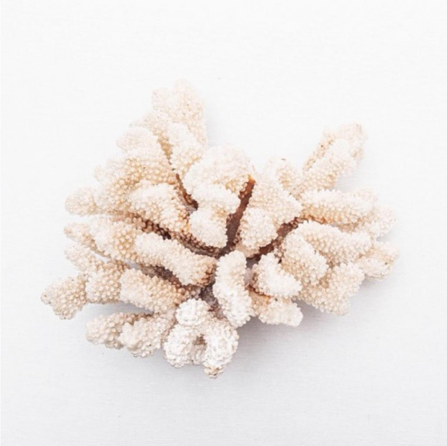 CORAL BRANCO