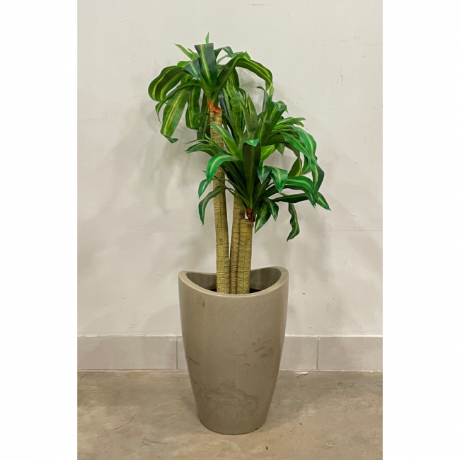 Vaso Dracena 1,70m