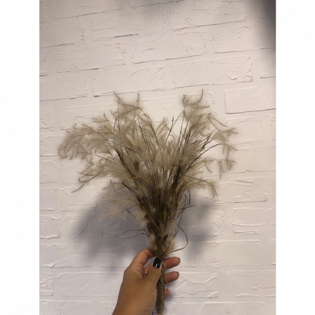 Pluma