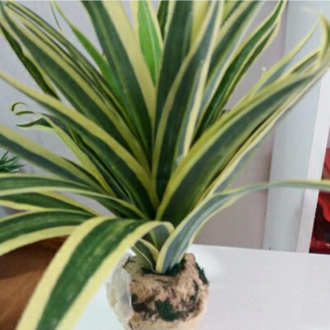 FOLHAGEM DRACENA VERDE E AMARELA