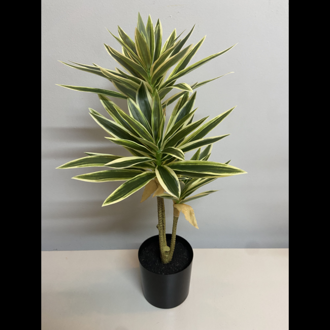 Dracena média verde branca